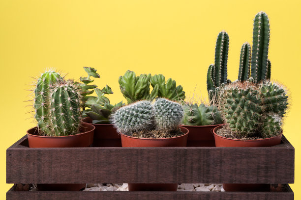 黄色背景的木盒里放着仙人掌和多肉植物图片下载