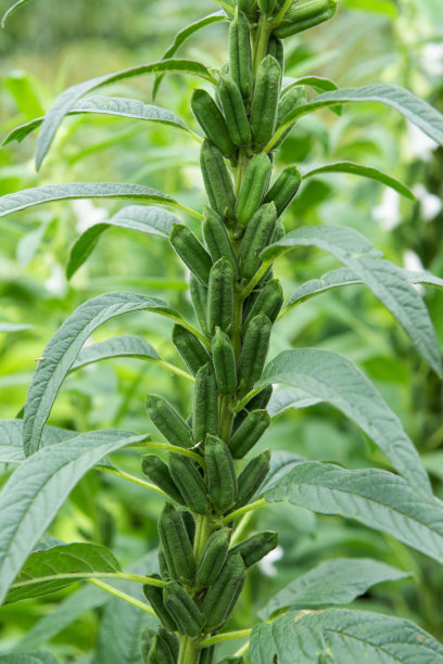 芝麻作物生长在绿色的农田图片下载