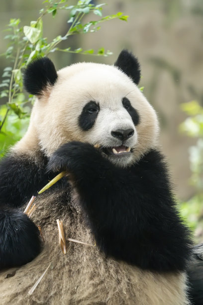 大熊猫在吃竹子图片下载