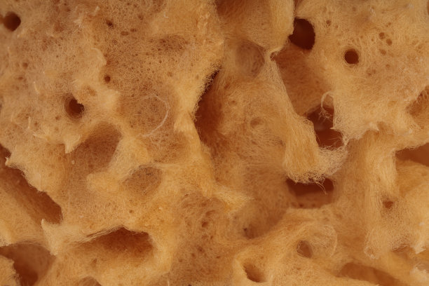 天然海绵的质地。高分辨率无缝纹理。图片下载