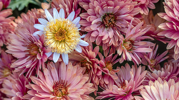 美丽的菊花为背景图片。菊花墙纸，菊花在秋天。图片下载