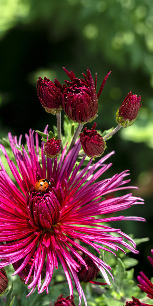 美丽的菊花为背景图片。菊花墙纸，菊花在秋天。垂直格式。图片下载