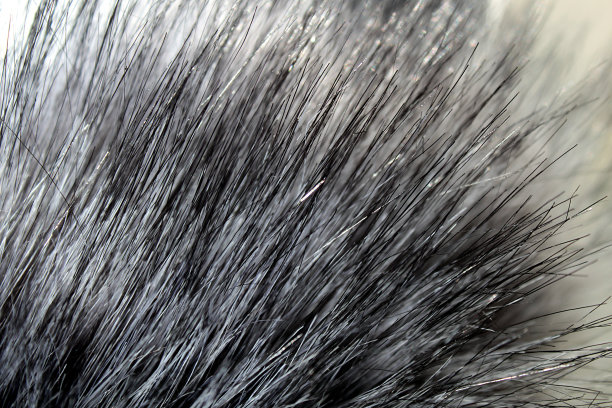 质地灰色毛皮，有长长的绒毛图片下载