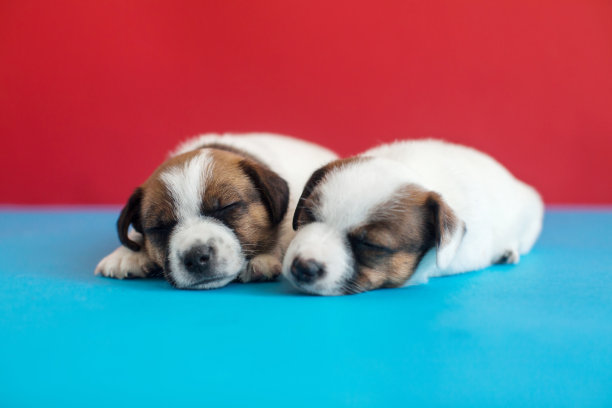 小的小狗狗图片下载