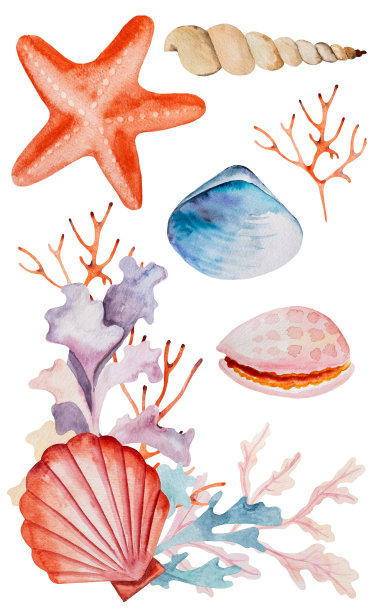 水彩安排与海藻，珊瑚和贝壳。手绘插图元素图片下载