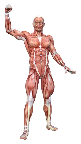 3D绘制男性解剖图在白色图片下载