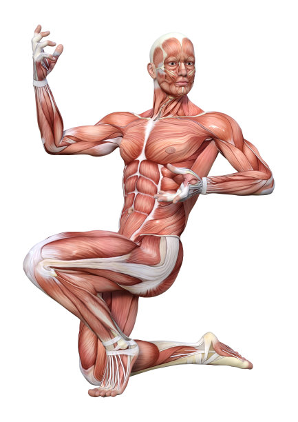 3D绘制男性解剖图在白色图片下载