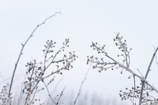 在白色背景上干燥的花枝。简约、时尚、潮流的概念。特写照片。图片下载