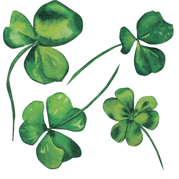 三叶草，绿色的叶子水彩设置在白色的背景图片下载