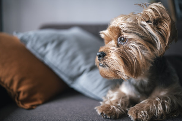 家里沙发上的约克郡犬。图片下载