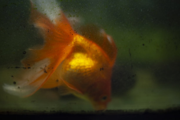 脏鱼缸里的金鱼。图片下载