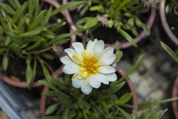 花盆上有白色和黄色的花。图片下载