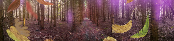 边界框秋天的叶子飘落在神秘的梦幻的森林在秋天和神奇的光宽格式照片图片下载