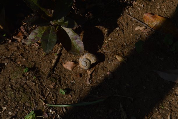 蜗牛壳在泥土上图片下载