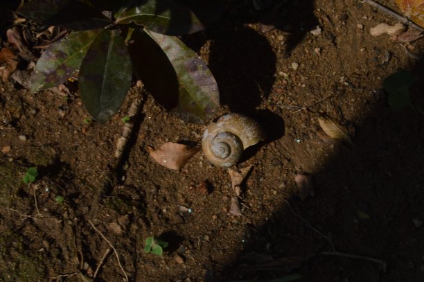 蜗牛壳在泥土上图片下载
