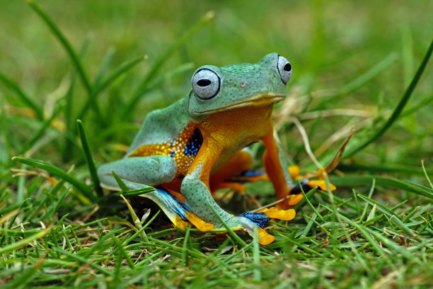 草地上的树蛙，飞蛙图片下载