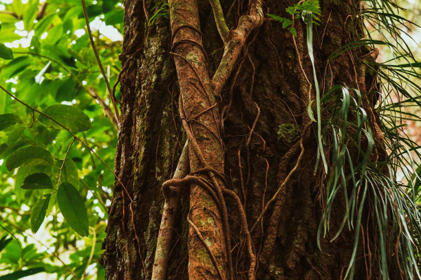 长满根的树干图片下载