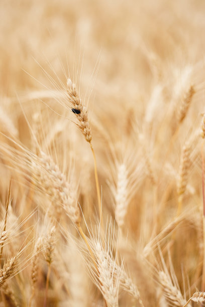 乌克兰的麦田。马里乌波尔图片下载