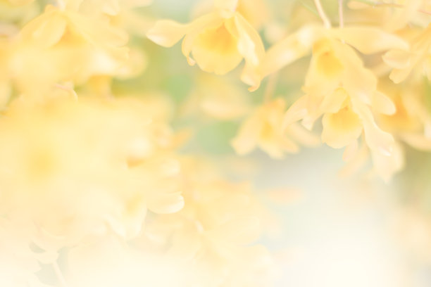 黄兰花底色图片下载