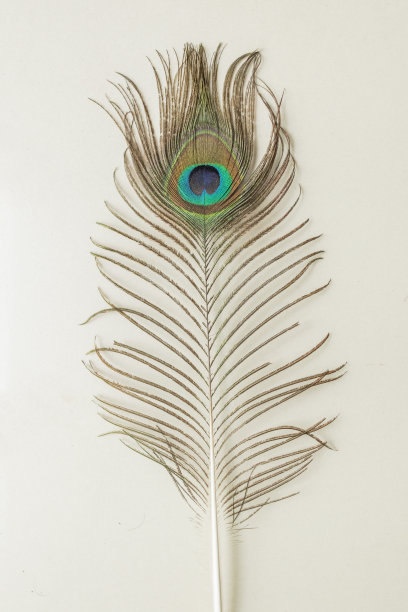 孔雀羽毛的各种观点图片下载