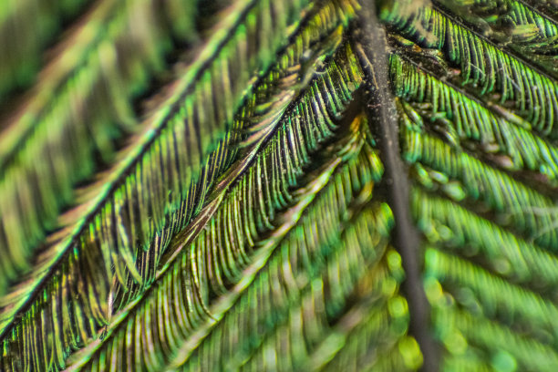 孔雀羽毛的各种观点图片下载