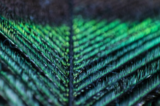 孔雀羽毛的各种观点图片下载