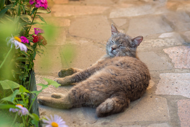 猫在花园里的阳台上。操场附近的露台上有一只毛茸茸的猫。猫坐在户外的自然图片下载