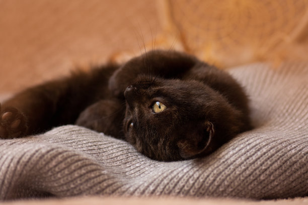 小猫放松在软灰色针织背景图片下载