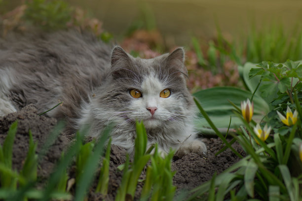 凯蒂在阳光下在花园里玩耍。猫在一个五彩缤纷的花园图片下载