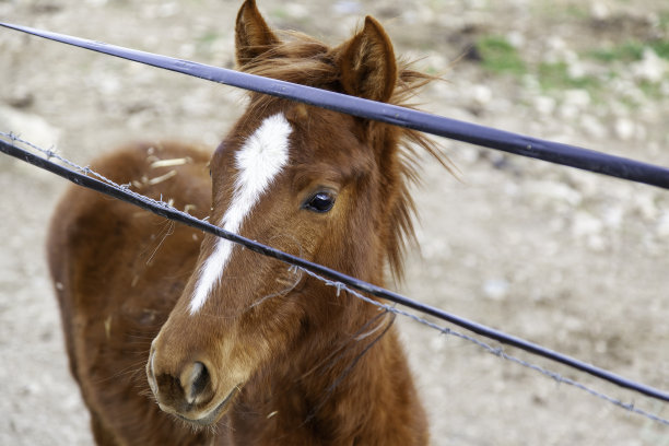 马在稳定图片下载