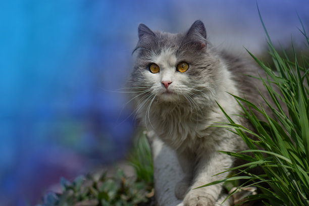 灰色毛茸茸的猫。短毛猫造型照片。猫在花园。猫咪特写。图片下载