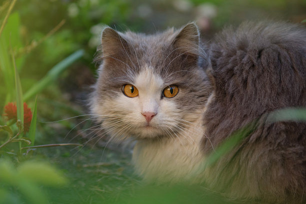 花园里可爱的家养动物：户外生活方式的猫照片，可爱的小猫图片下载