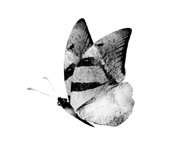 黑白水彩蝴蝶，孤立在白色背景上图片下载