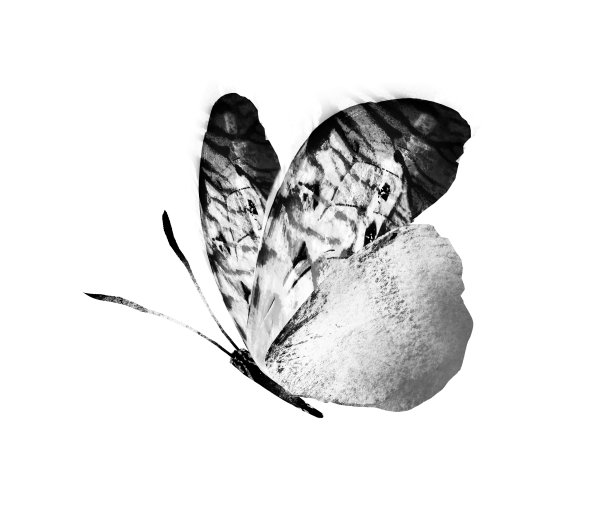 黑白水彩蝴蝶，孤立在白色背景上图片下载