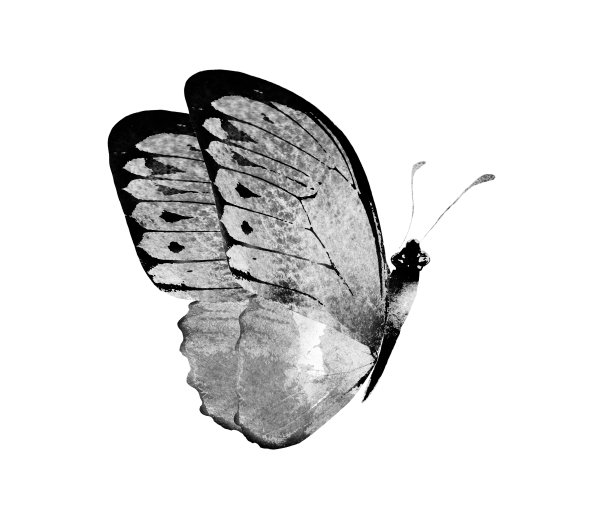 黑白水彩蝴蝶，孤立在白色背景上图片下载