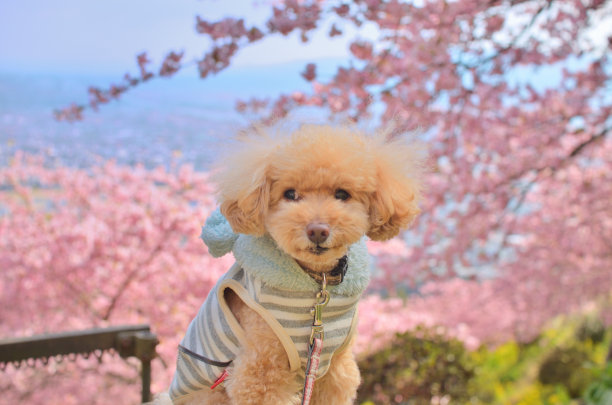 樱花，蓝天，玩具贵宾犬图片下载