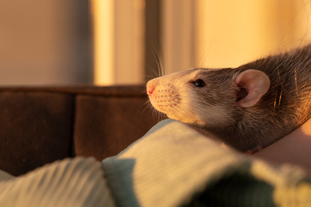 一只美丽的家养老鼠坐在椅子上欣赏日落图片下载