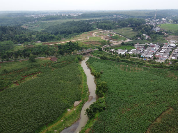 印度尼西亚肥沃的玉米园生产的碳水化合物食物，而不是小麦和大米图片下载