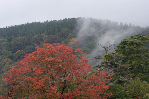 这也是大分的热门旅游景点。图片下载