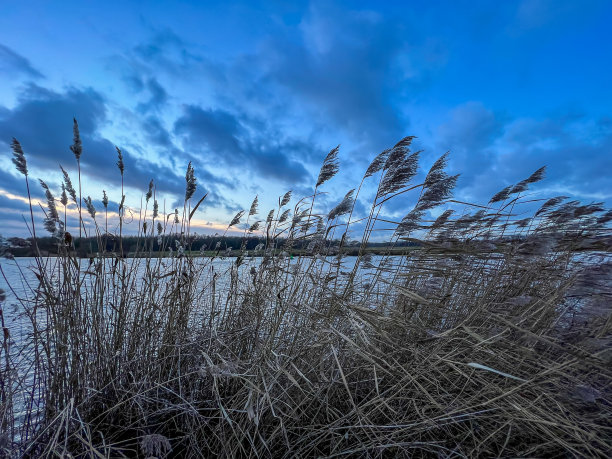 芦苇在冬天的晚上与河称为“Ems”的背景。图片下载