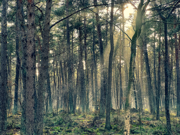 森林有美丽的光线，冬天有雾和雪。图片下载