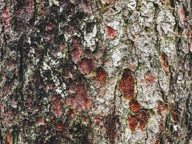潮湿的树皮作为纹理或背景。图片下载