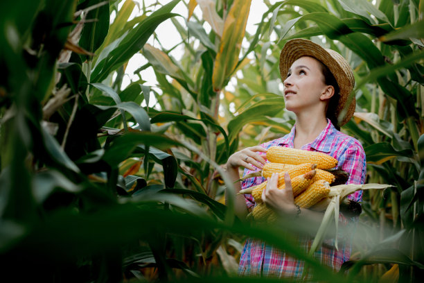 在玉米地里，农民手里拿着玉米棒图片下载