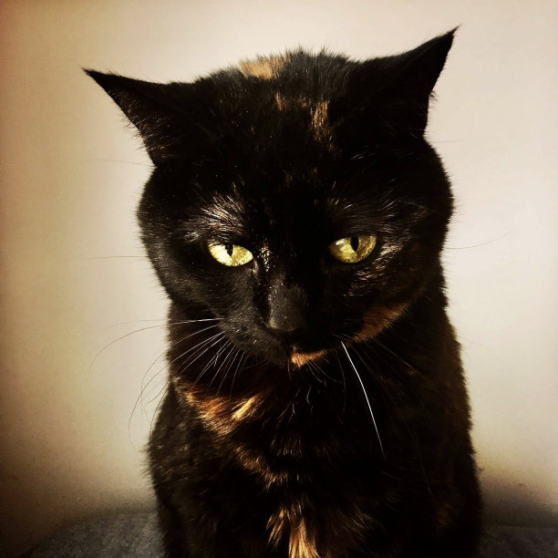 乌龟猫向下看图片下载