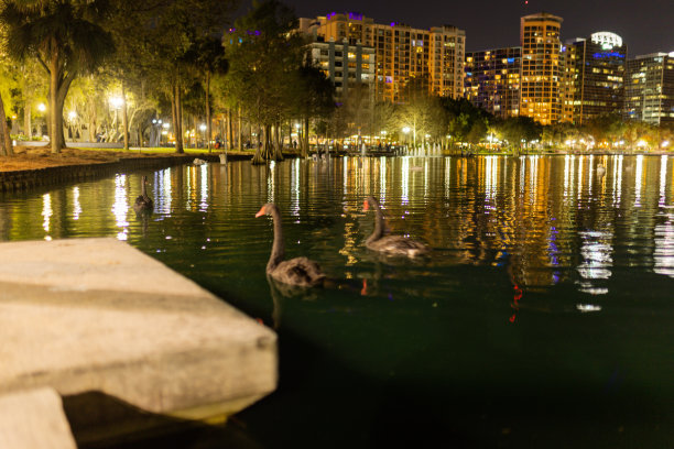 黑雁在夜里在湖中游泳，背景是建筑物图片下载