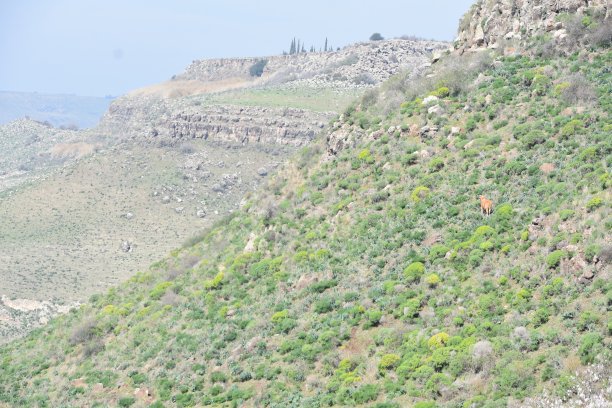 奶牛在草地上吃草图片下载