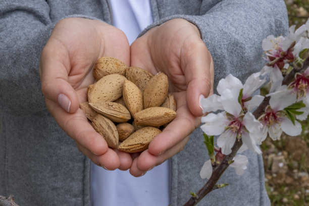 采摘后女性手捧杏仁图片下载