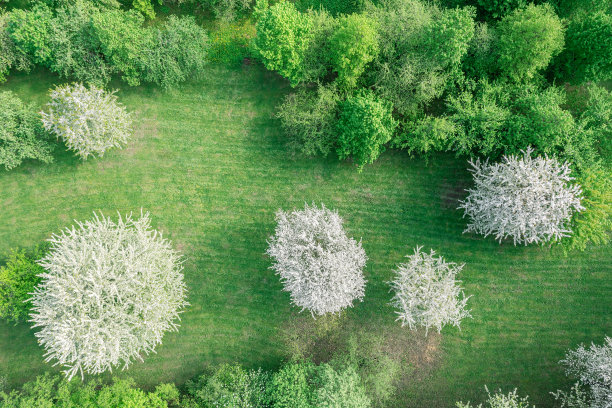 樱花盛开。早春公园绿地景观。空中无人机拍摄的照片。图片下载