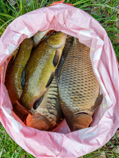 一个渔民的捕获在一个塑料袋，钓鱼的休闲概念图片下载