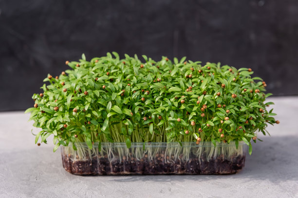 在减少。家庭园艺。芥末的微绿色。图片下载